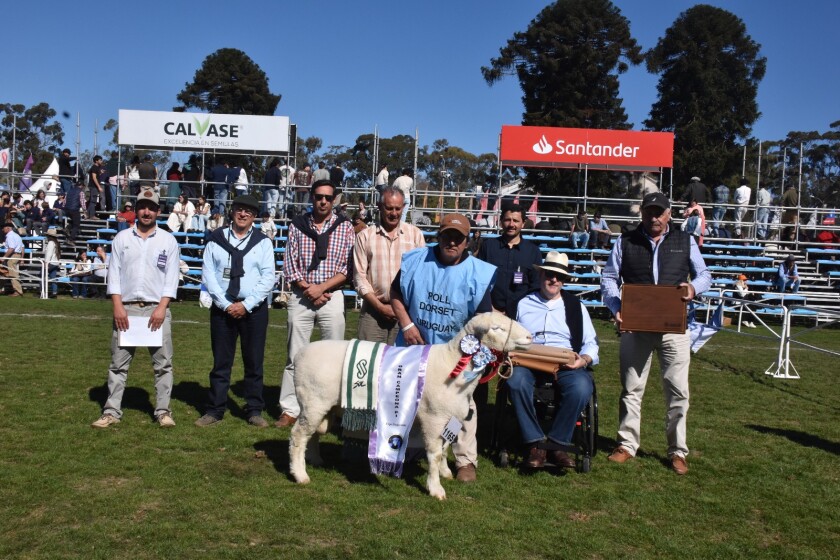 Gran Campeona Poll Dorset PI de Genética D'Arenberg