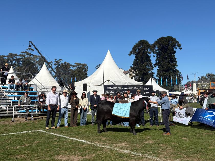 Gran Campeona Brangus de El Tafoguero.
