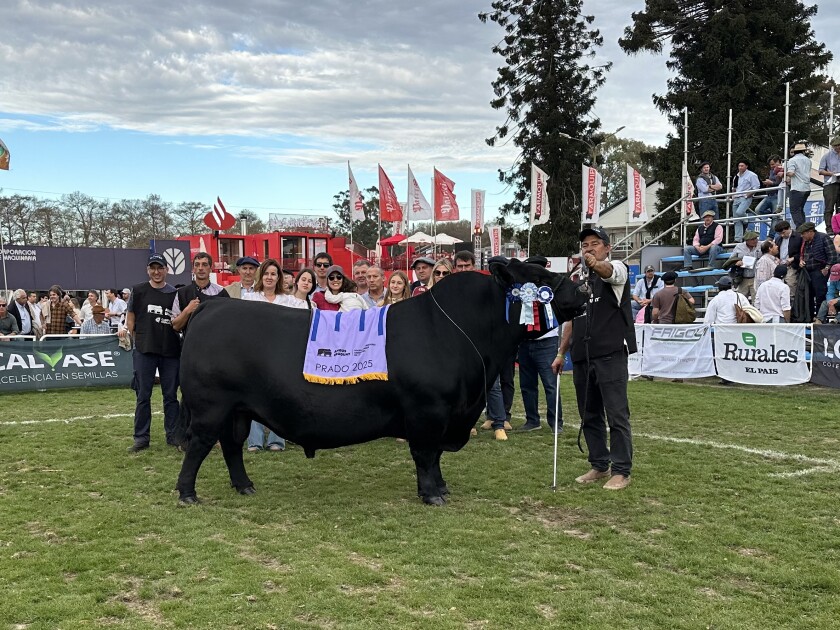 Tercer Mejor Macho Aberdeen Angus Prado 2025 de Los Retazos.