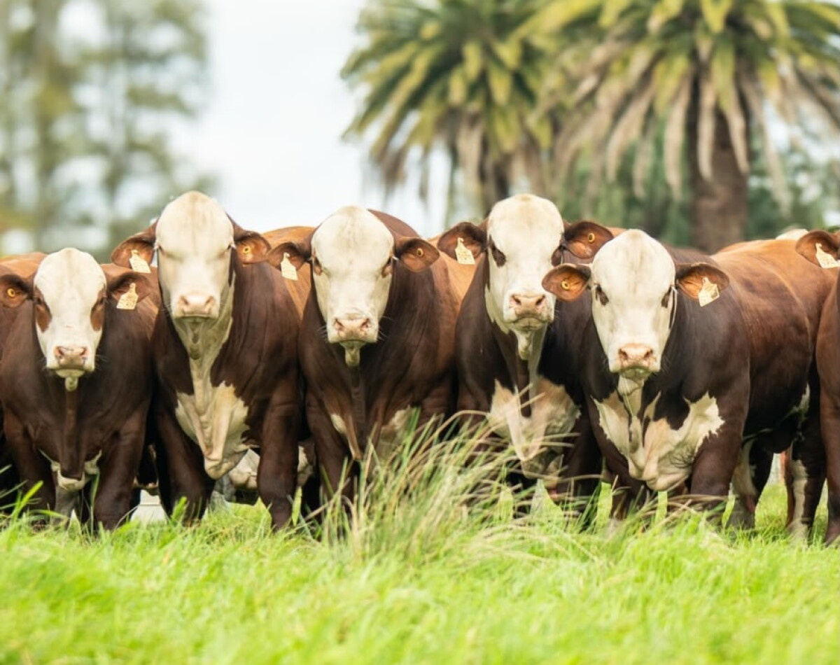 Tres Cerros debutó en la zafra de toros con US$ 4.725 por sus Braford