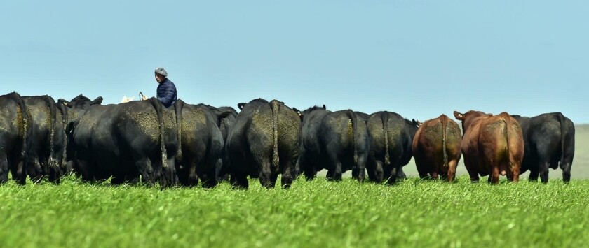 Foto Toros El YUnque.jpg