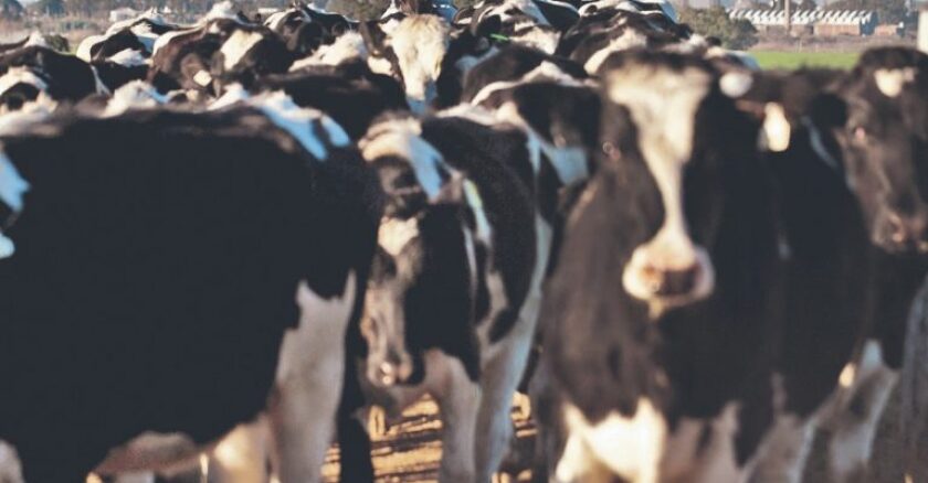 Lechería. Desde Inale se impulsan herramientas para elevar la producción y poder exportar más.