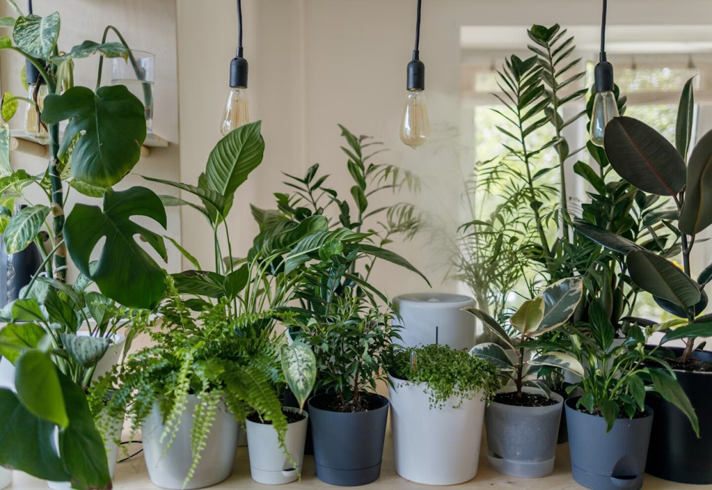 Plantas caseras.jpg