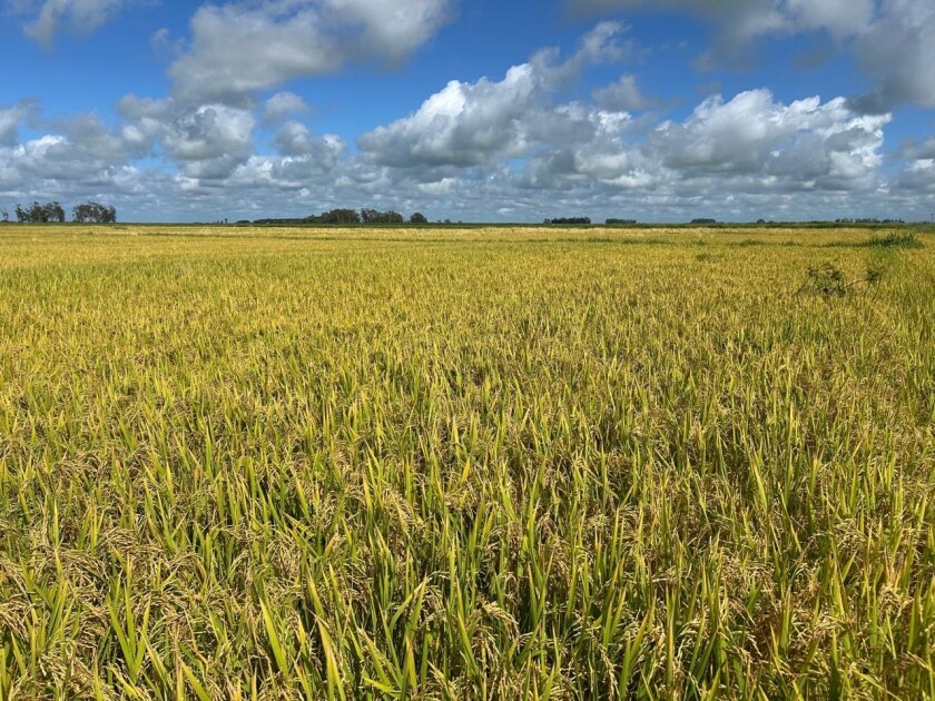 Chacra de arroz de Álvaro Ribeiro en Brasil.