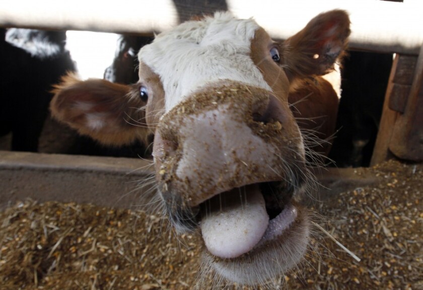 mal-vacas-locas.jpg