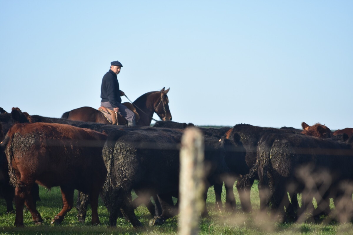 Mercados, ganadería regional, agricultura y más en el Valor Agregado de este jueves