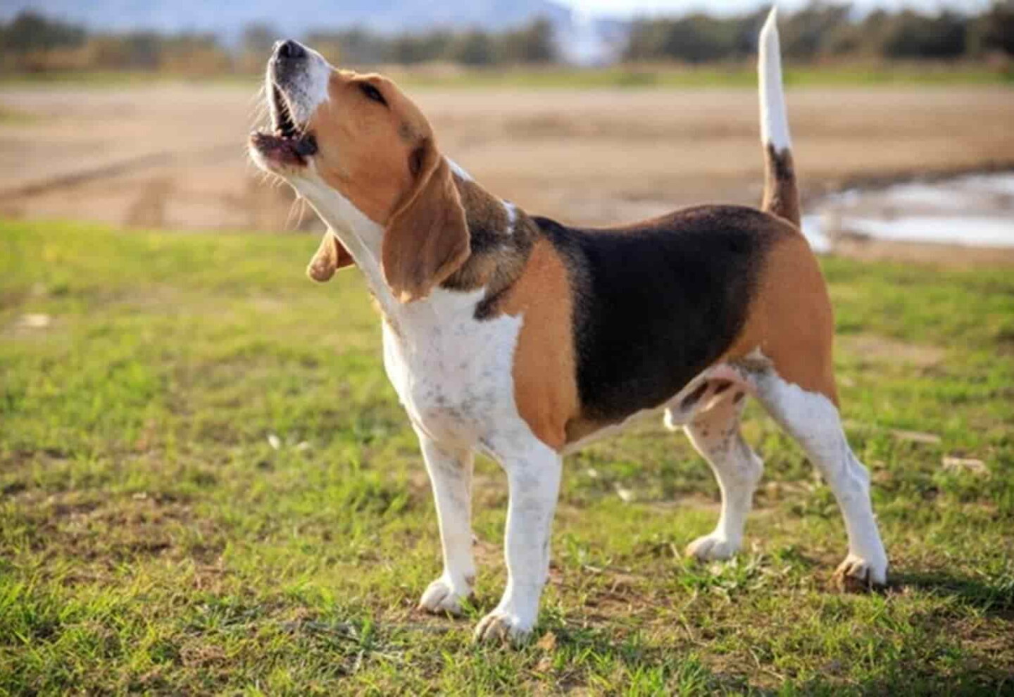 Perro Cal Ansiedad, aburrimiento, excitación: qué significa que un perro ladre ...