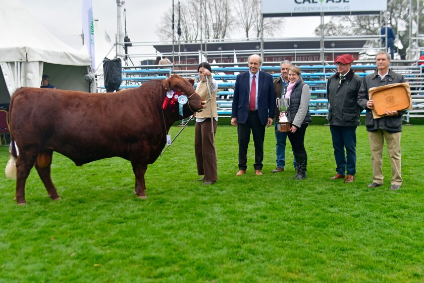Toro Red Poll Expo Rural Prado 2024