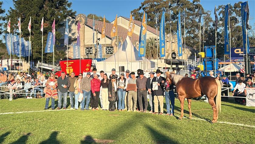 Gran Campeón Macho de cabaña Nuestro Sueño.jpeg