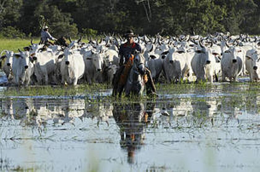 ganado-en-brasil.jpg
