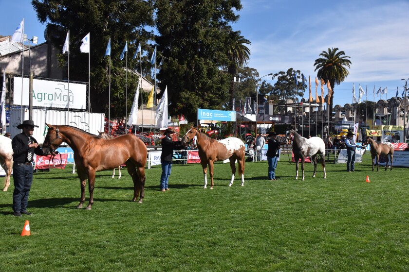 Gran Campeona Appaloosa.jpg