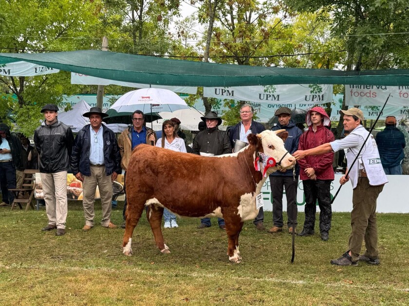 Gran Campeona Hereford Expo Durazno 2025.