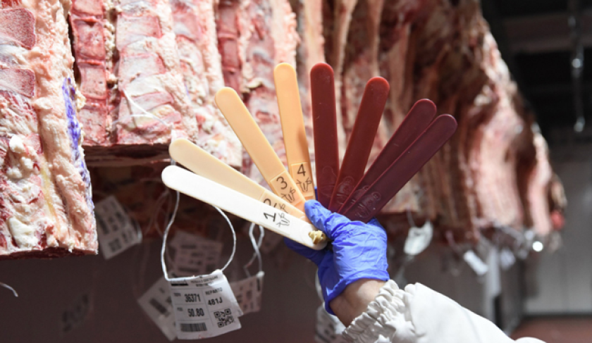 carne, tipificación, faena