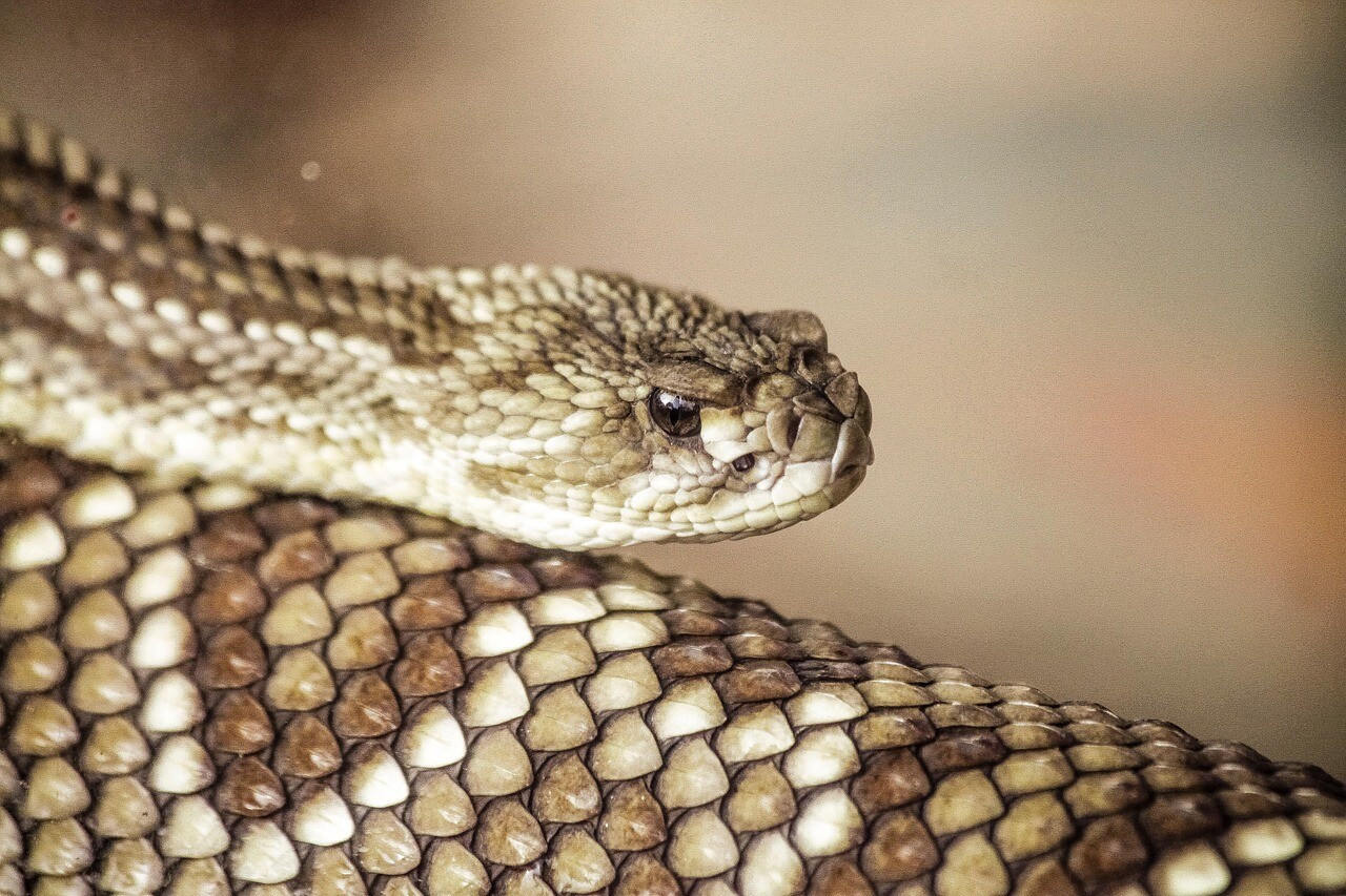 Serpiente cascabel.