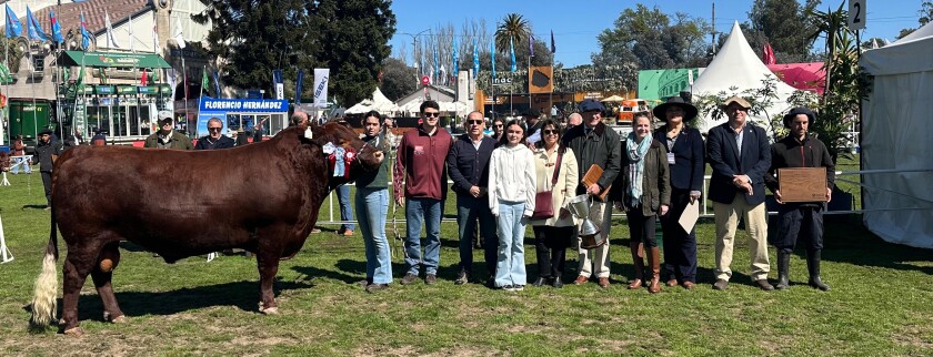 Gran Campeón Macho Red Poll 2025.