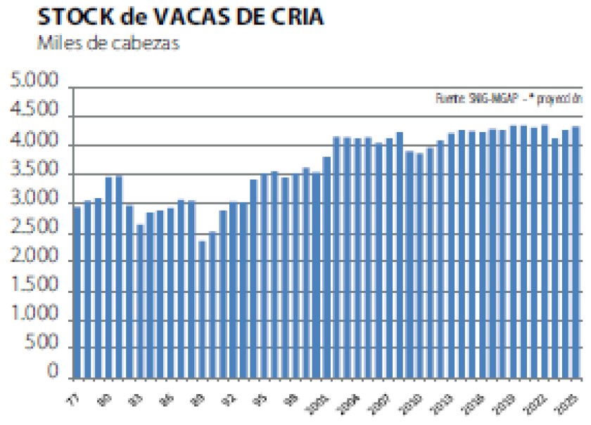 Stock vacas de cría
