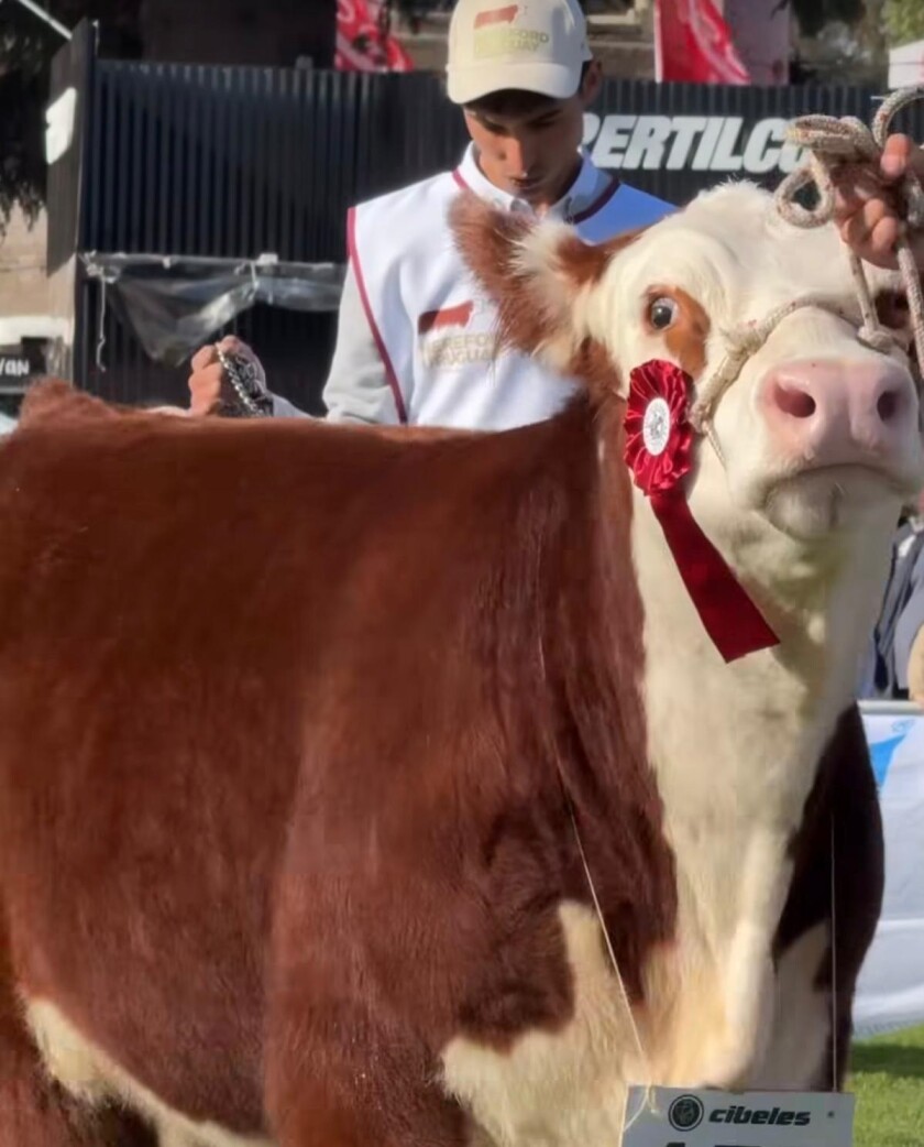 Bozal 2025 Hereford.