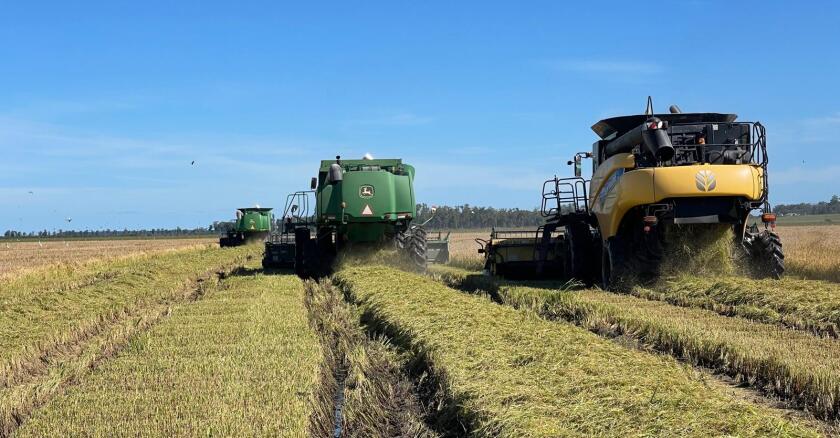 Cosecha de arroz 2025