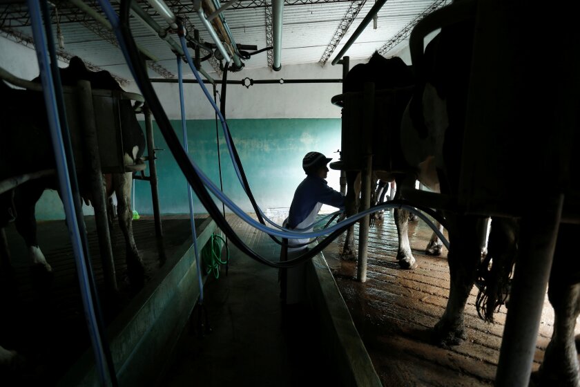 Cows are milked in a milk farm on the outskirts of Libertad city