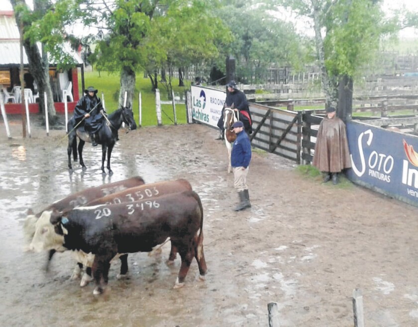 imagen-imagen-jurado-hereford.jpg