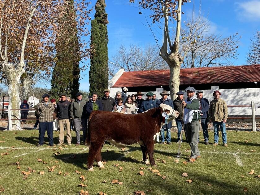 El Gran Campeón Polled Hereford y Campeón Ternero Intermedio fue un ejemplar presentado Agustín Álvarez Minetto.jpg