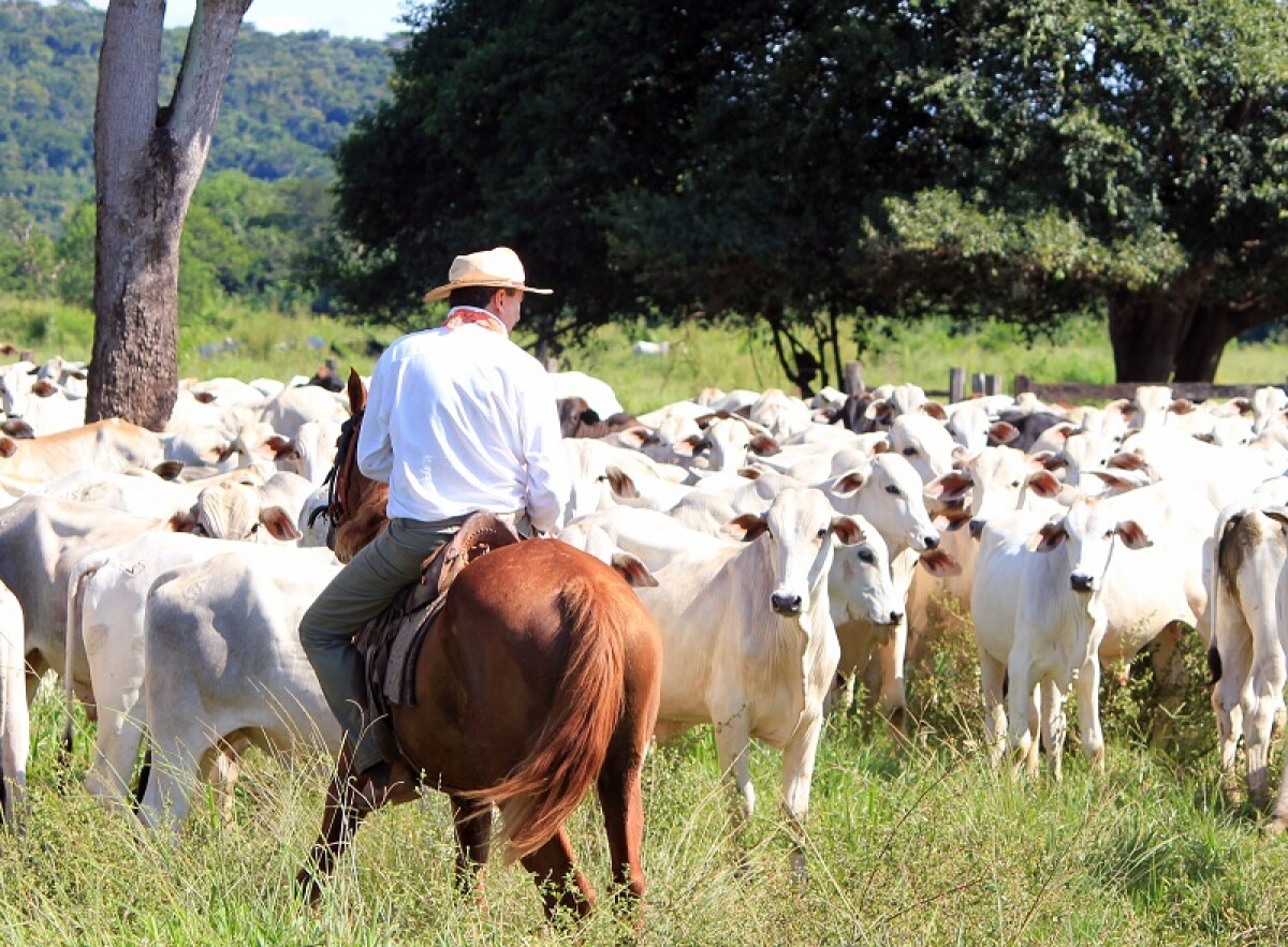 Se prevé que se corte la baja del precio de la hacienda gorda en Brasil