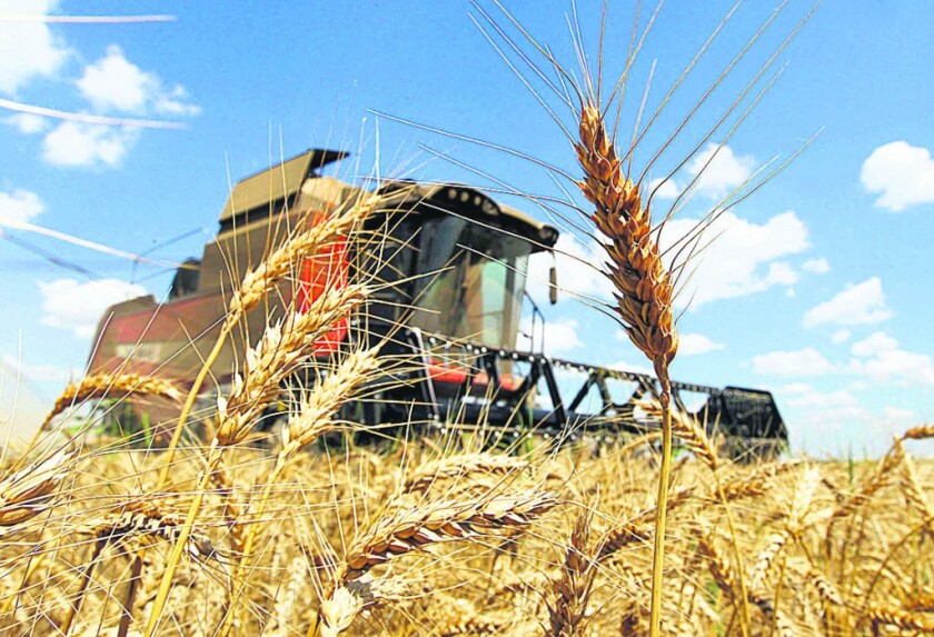 A reaper harvests a field of wheat in Orezu