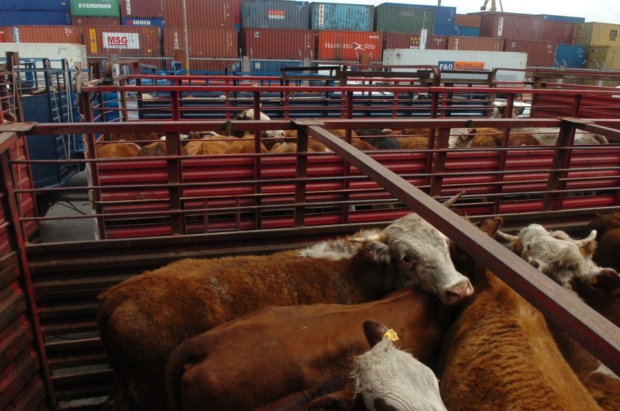 Ganado en pie: detrás de cada animal hay 150 años de investigación, selección y trabajo uruguayo.