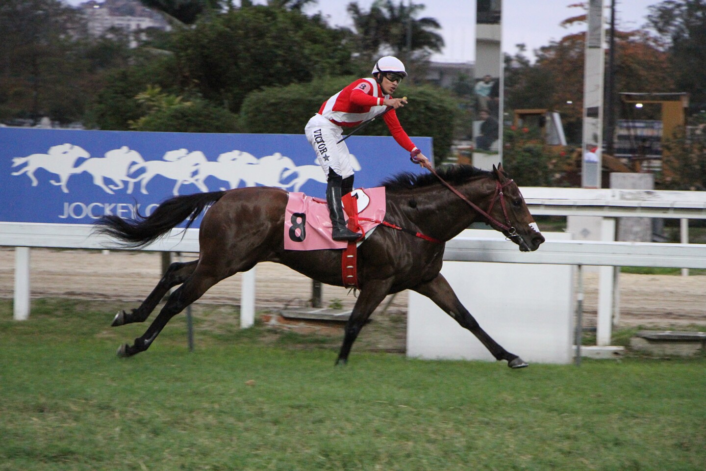 Gracie - Gerson Martins.jpg