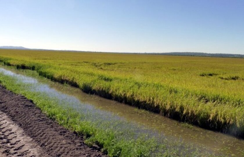 segun-estimo-jose-mazurek-una-tercera-parte-de-la-produccion-unos-120-millones-de-kilos-es-para-el-mercado-nacional-595-383-78353.jpg