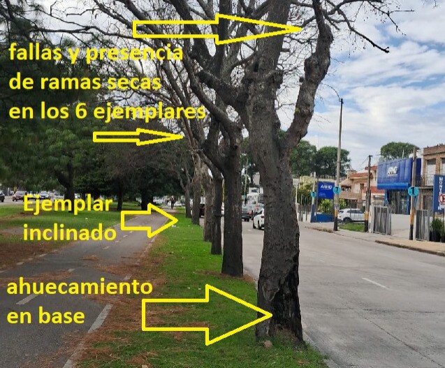 Problemas en árboles que retiró la IMM en Avenida Italia y Caldas.