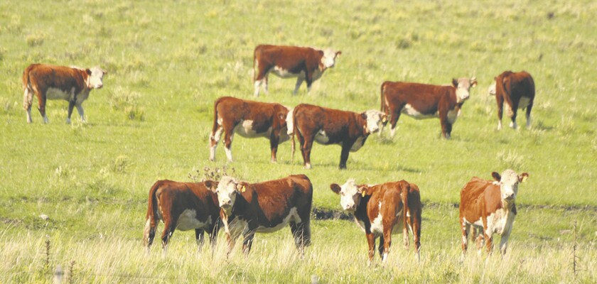 imagen-fotos-rurales-el-pais-ganado-en-el-campo-uruguay-67.jpg
