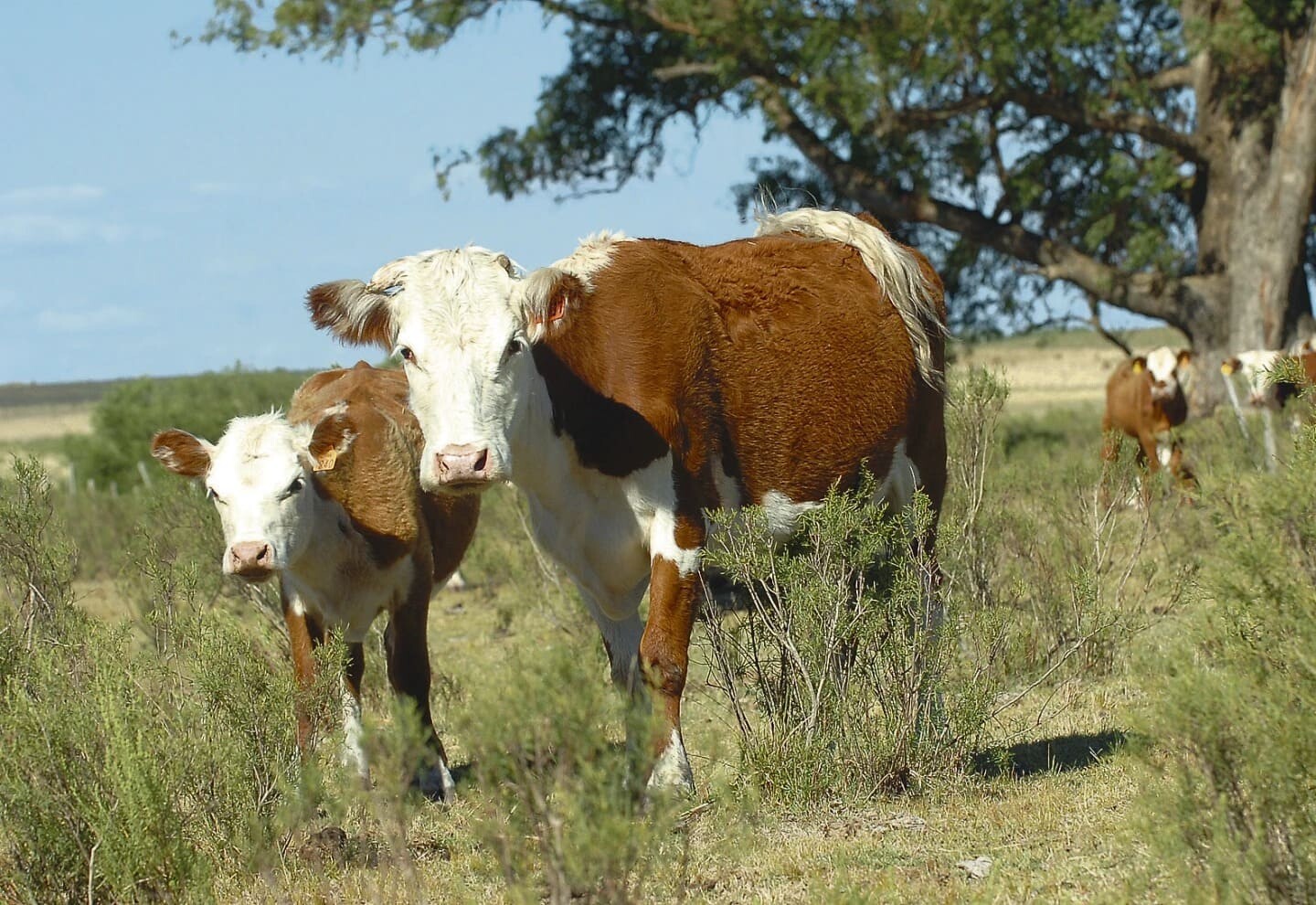 Ganado vacuno en el campo.