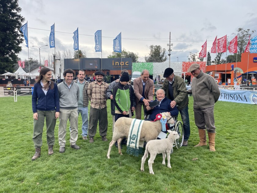 Gran Campeona Frisona Milchschaf de Oscar Latourrette