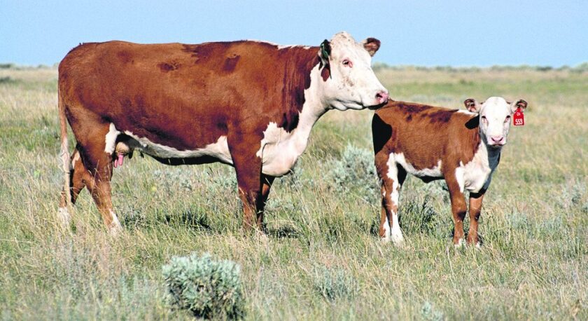 vacas-de-cria-1024x558.jpg