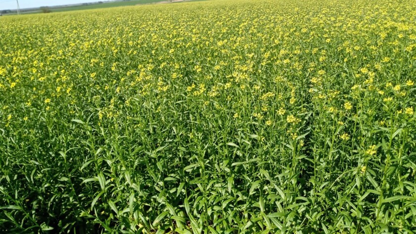 Camelina