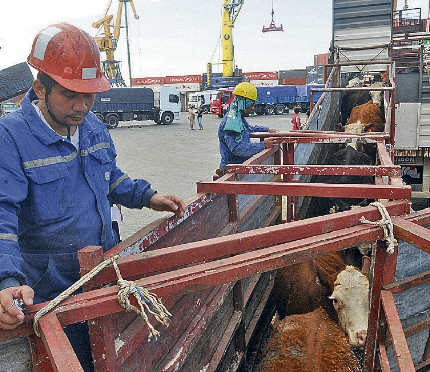 Embarque de  ganado  en pie en el Puerto de  Montevideo , exportacion de  ganado  vacuno a Egipto, ND 20141027, foto Agustin Martinez - Archivo El Pais