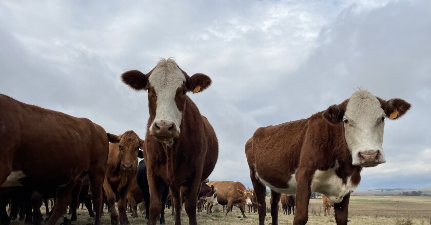 ganado, ganado gordo, ganadería, vacunos