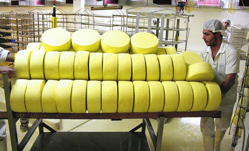 QUESOS , HORMAS DE QUESO, OPERARIOS, FABRICA DE CONAPROLE, FOTO GENTILEZA DE CONAPROLE