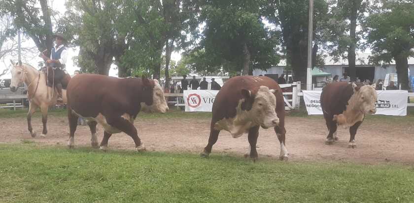 Expo Guichón.jpeg