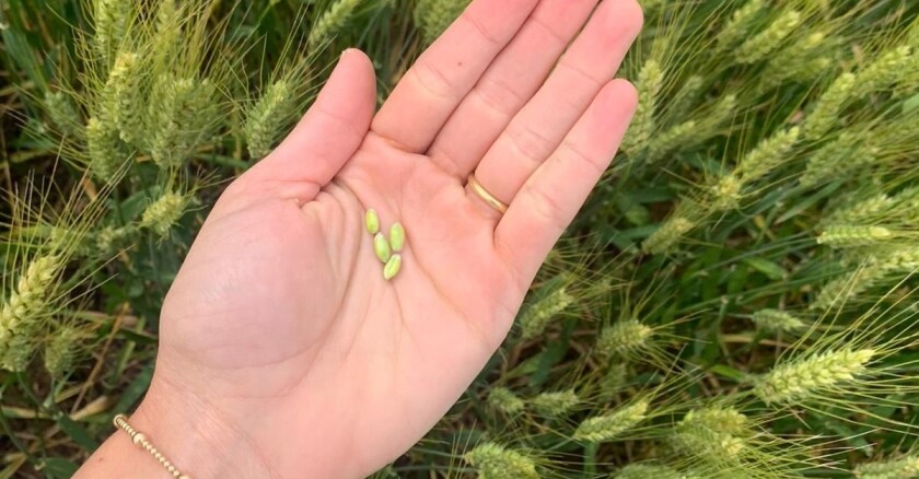 Mano semilla, mano mujer
