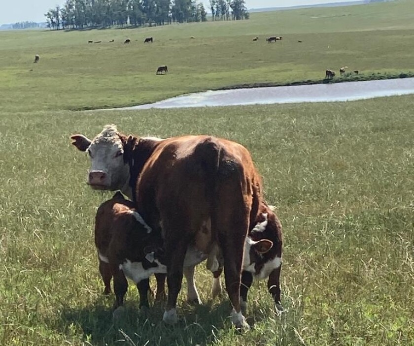 Cría Hereford .jpg