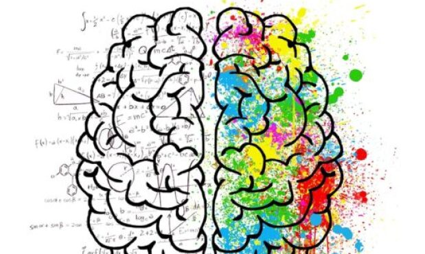 Hemisferios cerebrales.jpeg