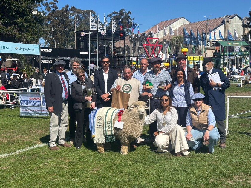 Gran Campeón PI Romney Marsh 2025.