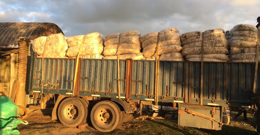 Lana, mercado lanero, lana en galpón
