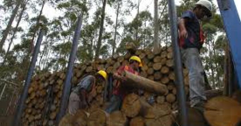Sector forestal produce cuidando el medio ambiente y sus recursos.
