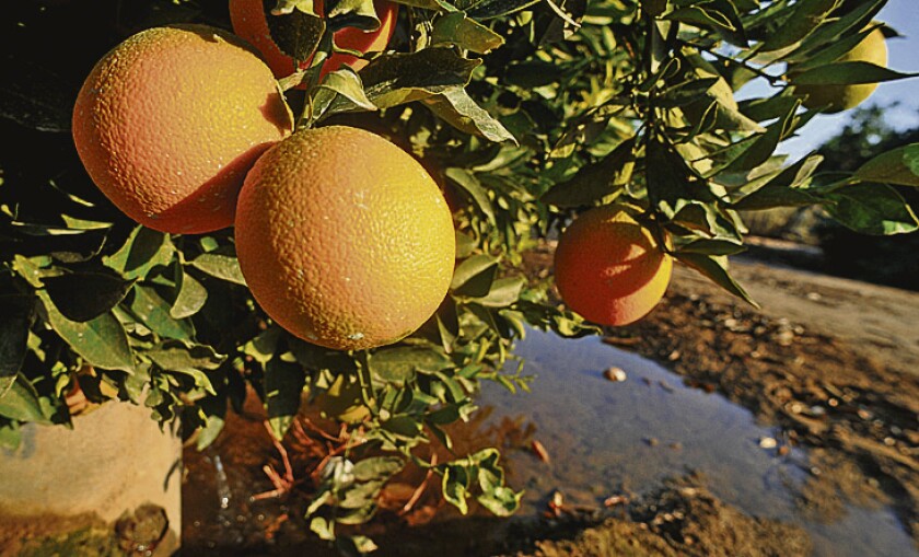 NARANJALES, CULTIVO DE NARANJA, NARANJAS