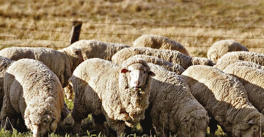 Ovinos Merino Australiano.