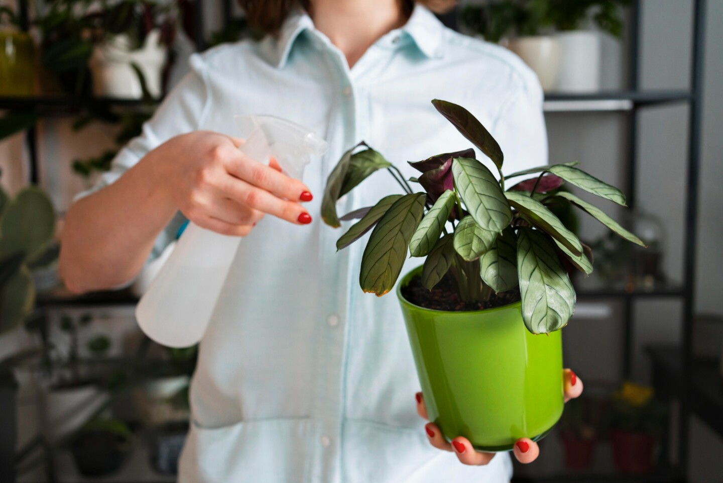 Rociar planta