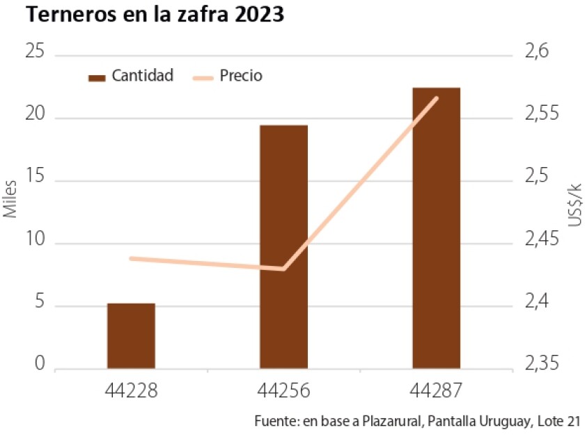 Terneros en la zafra 2023